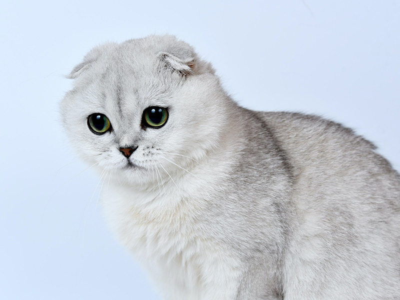 Scottish fold